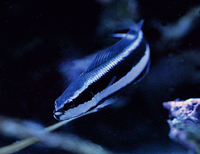 Gestreifter Zwergbarsch - Pseudochromis sankeyi