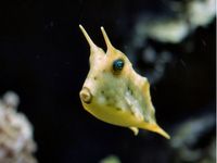 Kuhkopffisch - Lactoria cornuta