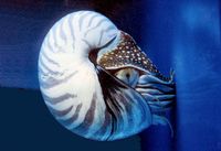 Perlboot Nautilus