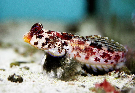 Marmorierter Leierfisch - Synchiropus marmoratus