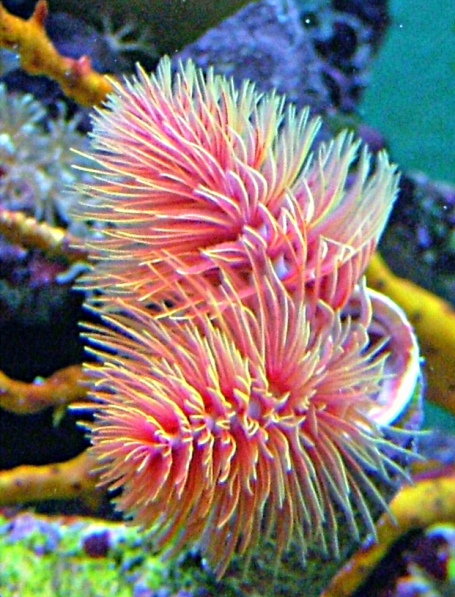 Pracht-Kalkröhrenwurm - Protula bispiralis 