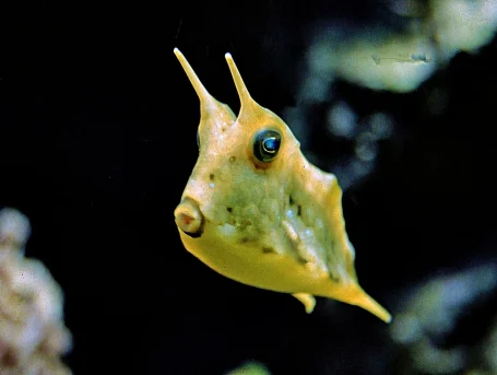 Gehörnter Kuhkopffisch - Lactoria cornuta