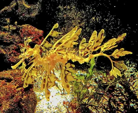 Großer Fetzenfisch - Phycodurus eques