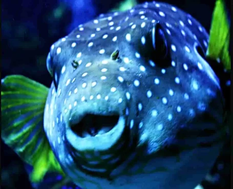 Perlhuhn-Kugelfisch - Arothron hispidus