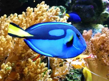 Paletten-Doktorfisch - Paracanthurus hepatus