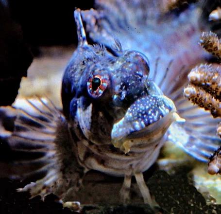 Juwelen Felshüpfer - Salarias fasciatus