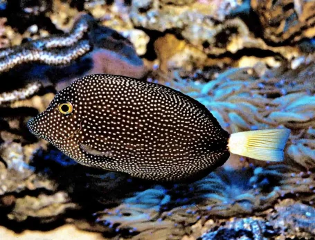 Mauritius-Segelflossendoktorfisch - Zebrasoma gemmatum