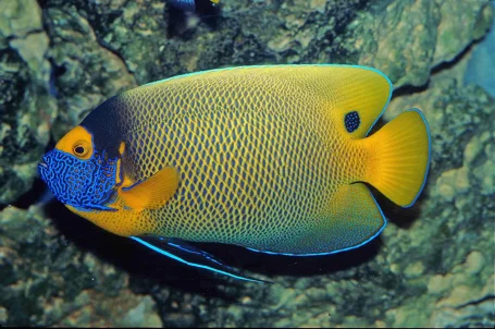 Blaukopf-Kaiserfisch - Pomacanthus xanthometopon (Foto: Frank Schneidewind)