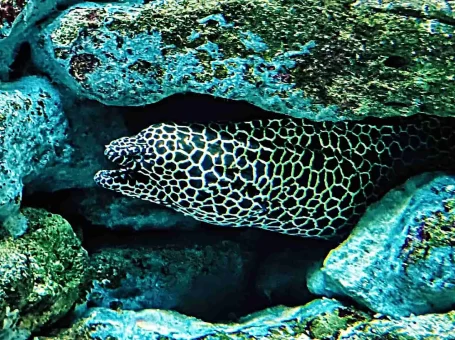 Netzmuräne - Gymnothorax favagineus (Foto: Thomas Leithold)