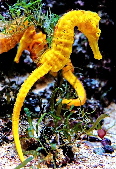 Langschnäuziges Seepferdchen - Hippocampus reidi