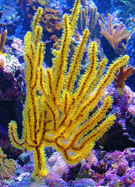 Hornkoralle - Menella sp.