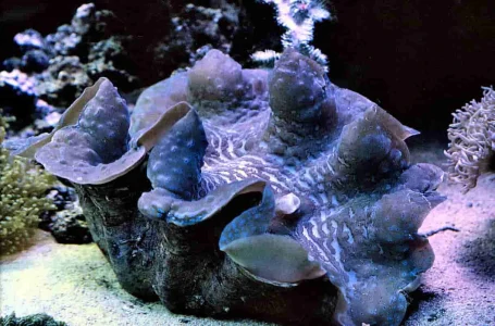 Grabende Riesenmuschel - Tridacna maxima