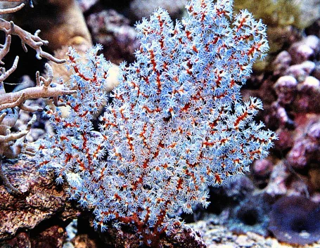 Hornkoralle - Anthogorgia sp.