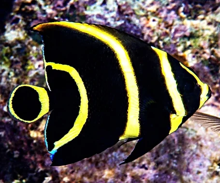 Franzosen-Kaiserfisch - Pomacanthus paru, juvenil