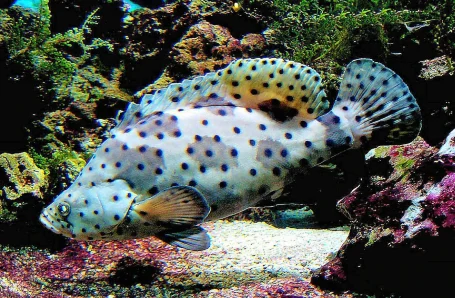 Paddelbarsch - Chromileptis altvellis