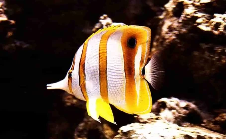 Kupferstreifen-Pinzettfisch - Chelmon rostratus