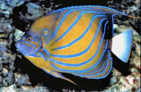 Ringkaiserfisch - Pomacanthus annularis