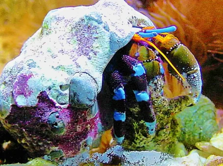 Blauer Halloween-Einsiedlerkrebs - Calcinus elegans