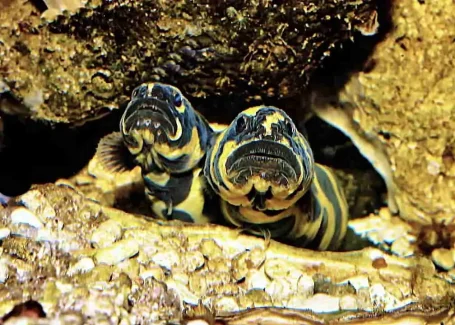 Aalgrundeln - Pholidichthys leucotaenia