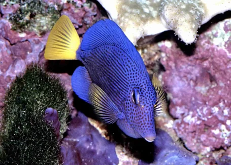 Blauer Segelflossen-Doktorfisch - Zebrasoma xanthurum