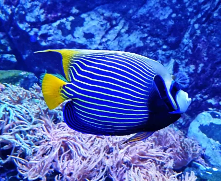 Imperator Kaiserfisch - Pomacanthus imperator (Foto: Th. Leithold)