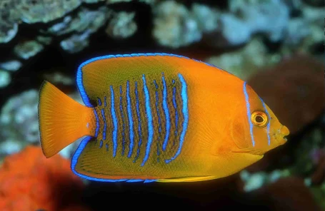 Orange-Prachtkaiserfisch - Holacanthus clarionensis (Foto: Werner Thiele)