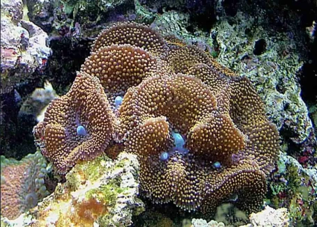 Florida-Scheibenanemone - Ricordea florida