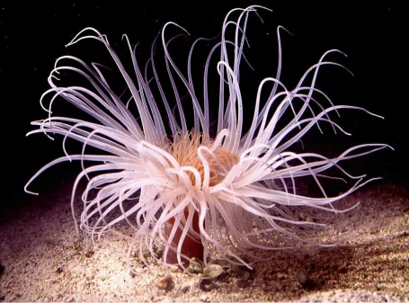 Filigrane Zylinderrose - Cerianthus filiformis 