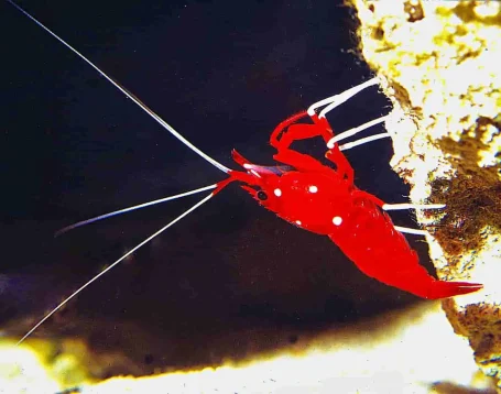 Kardinals-Putzergarnele - Lysmata debelius