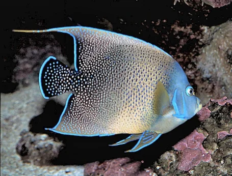 Koran-Kaiserfisch - Pomacanthus semicirculatus