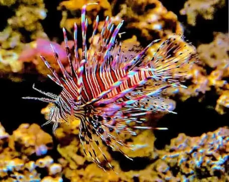 Rotfeuerfisch - Pterois volitans, semi-adult