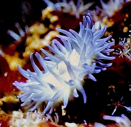 Pferdeaktinie - Actinia equina