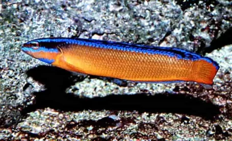 Aldabra- Zwergbarsch - Pseudochromis  aldabraensis