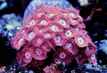 Steinkoralle - Blastomussa merleti