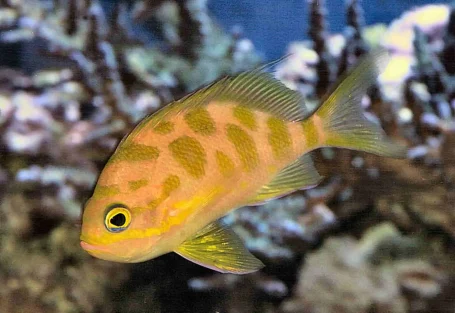 Tiefwasser-Fahnenbarsch - Odontanthias borbonius