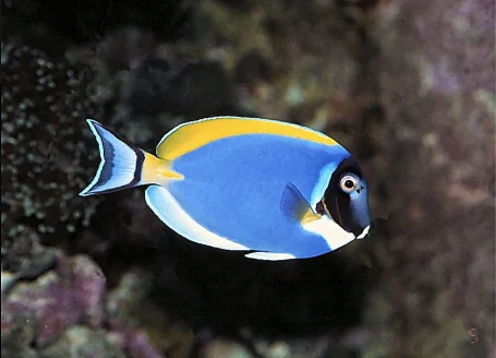 Weißkehl-Doktorfisch - Acanthurus leucosternon