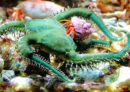 Olivgrüner Schlangenstern - Ophiarachna incrassata mit Passagier ;-)    