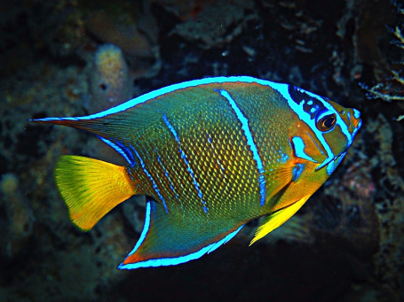 Hybrid Holacanthus ciliaris × bermudensis von Riviera Beach Florida USA (Foto: Pauline Walsh Jacobson)